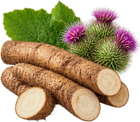 Oste Action sastojak: korijen čička
