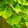 Ginkgo biloba - OsteAction Composition 